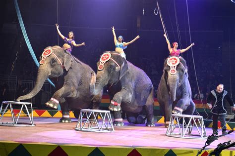 Hadi shrine circus - Contests with 14 News. Updated: Oct. 23, 2012 at 4:43 PM PDT. Contest alert from 14 NEWS! Enter now for chances at winning Hadi Shrine Circus tickets for the Ford Center Evansville. See here how ...